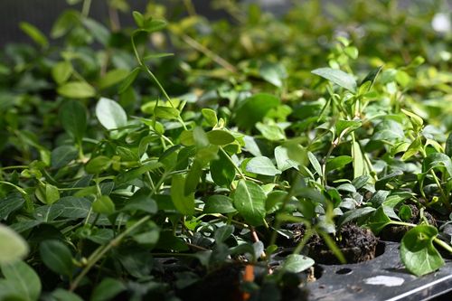 Barwinek pospolity Atropurpurea - Vinca minor na Arena.pl