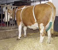 Siatka na wymiona dla krów, z pasem naszyjnym, roz. L, Kerbl