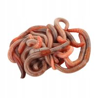 Rosówka kanadyjska 10 sztuk