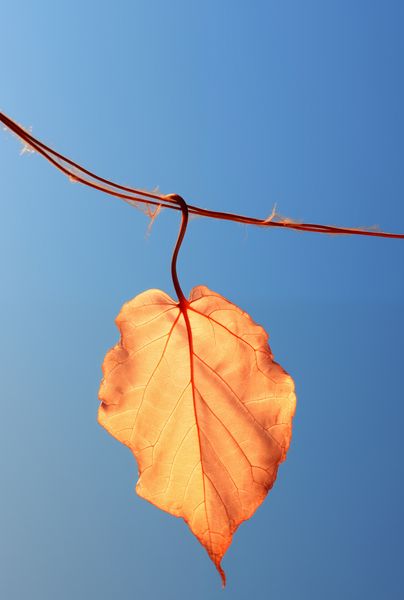 Plakat 68x101cm Ostatni Liść zdjęcie 1