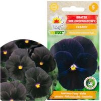 Bratek Wielkokwiatowy Czarny 0,2G Nasiona Kwiaty Toraf