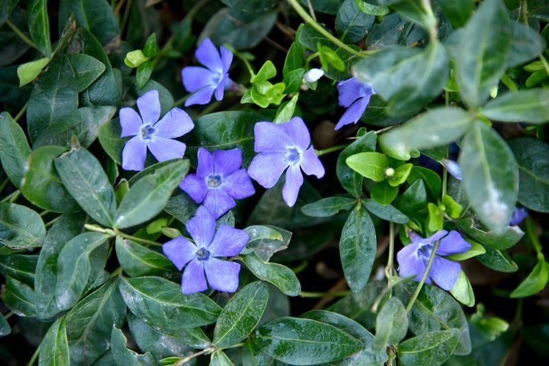 Barwinek pospolity - Vinca minor zdjęcie 2
