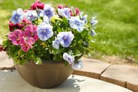 2 x BIOHUMUS Nawóz naturalny uniwersalny Super Forte 3L AGRECOL