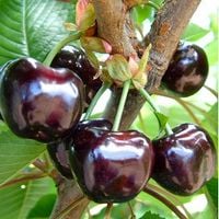 Czereśnia BURLAT wczesna SŁODKA stara odmiana