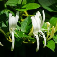 Wiciokrzew 'Giralda' Zimozielony (Lonicera giraldii) Doniczka 2.0L
