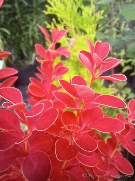 Berberys Orange Ice karłowy o ognistym wybarwieniu zdjęcie 3