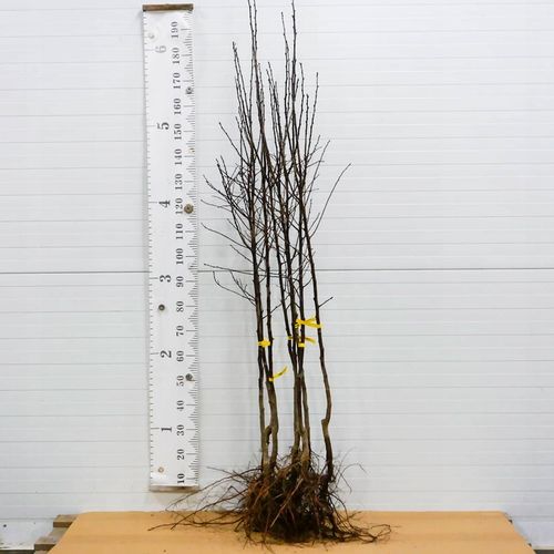 SADZONKI DRZEWKA OWOCOWE ŚLIWA TOPHIT PÓŹNA BARDZO DUŻA SOCZYSTA na Arena.pl