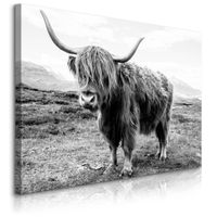 Obraz Do Salonu Krowa Szkocka Krajobraz Klify Czarno-Biały 120cm x 80cm