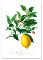 Plakat roślina cytryna owoc 30x40 cm