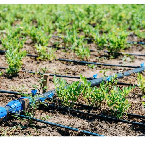 LINIA KROPLUJĄCA 100m+179EL NAWADNIANIE KROPELKOWE WĄŻ KROPELKUJĄCY SOLIDNY na Arena.pl