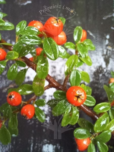 Irga szwedzka Coral Beauty karłowy krzew okrywowy zdjęcie 1