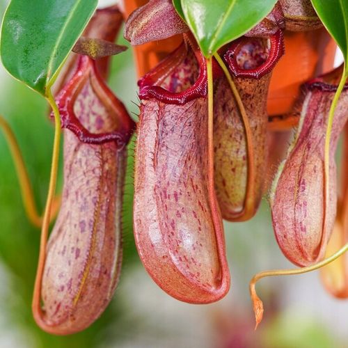 Specjalistyczne Podłoże Ziemia Do DZBANECZNIKÓW Mix PREMIUM na Arena.pl