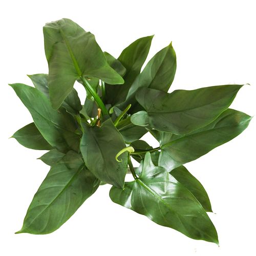 FILODENDRON HASTATUM 60cm na Arena.pl