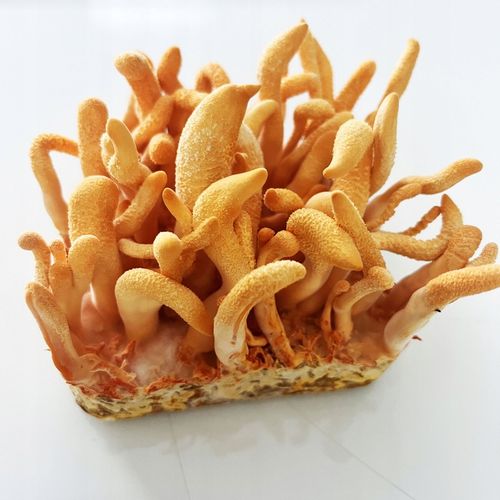 Maczużnik bojowy Cordyceps militaris substrat do uprawy grzybów na Arena.pl