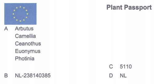 Trzmielina oskrzydlona P9 na Arena.pl