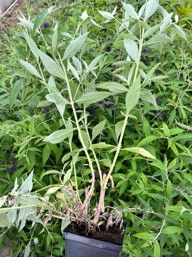 Budleja Dawida 'Black Knight' (Buddleja davidii) Doniczka 2.0L na Arena.pl