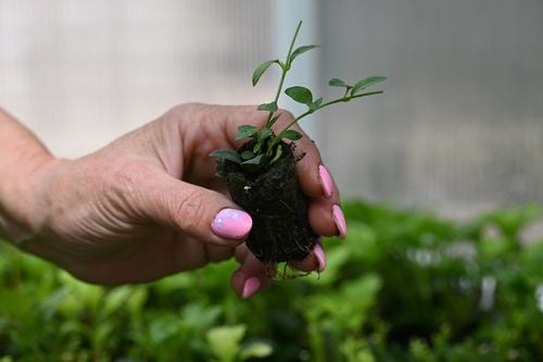 Barwinek pospolity Elisa - Vinca minor na Arena.pl