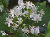 P9 POWOJNIK PNĄCY CLEMATIS VITALBA