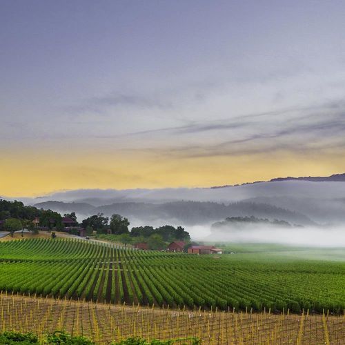 Obraz na płótnie – Canvas, Napa Valley 60x90 na Arena.pl