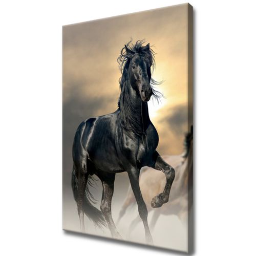 Obraz Zdjęcie 40X60 Ogier na Arena.pl