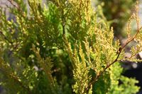 Cyprysik groszkowy Plumosa Aurea na bonsai forma niwaki