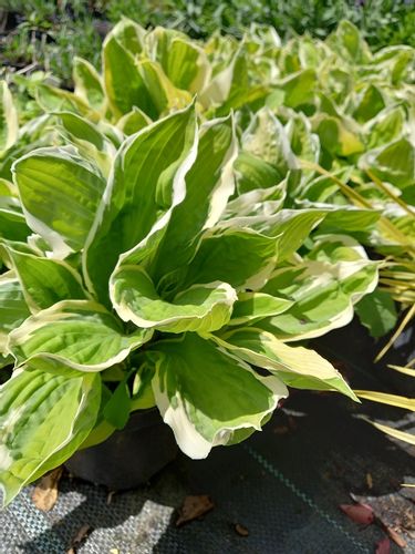 Funkia Curly Fries Hosta sadzonka na Arena.pl