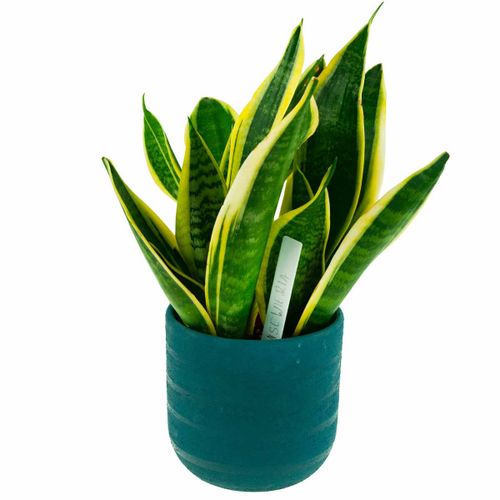 ETYKIETY TABLICZKI DO OPISYWANIA ROŚLIN NASION SADZONEK ZNACZNIKI 31SZ na Arena.pl