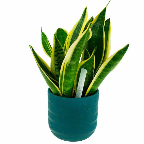 ETYKIETY TABLICZKI DO OPISYWANIA ROŚLIN NASION SADZONEK ZNACZNIKI 31SZ zdjęcie 9