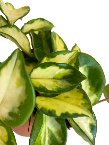 Hoya Carnosa Tricolor 15 cm na Arena.pl