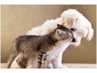 60X40CM PRZYJACIELE OBRAZ