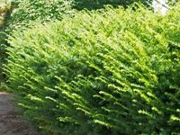 Cis pośredni FARMEN Na żywopłot Łatwy w uprawie Klon męski Nie owocuje C2