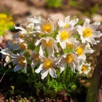 Sasanka zwyczajna 'Pinwheel White' (Pulsatilla vulgaris) Poj. P9