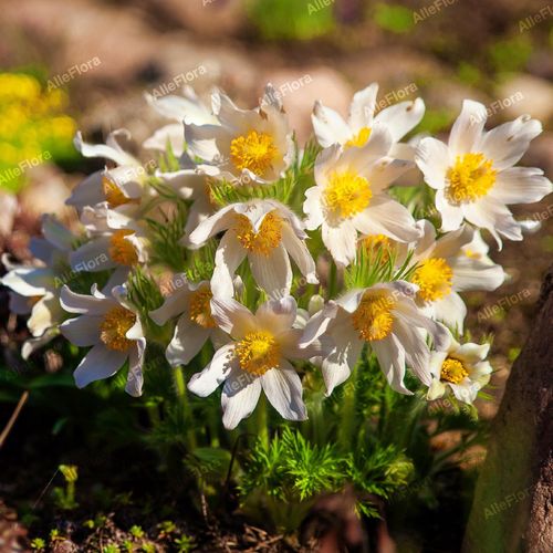Sasanka zwyczajna 'Pinwheel White' (Pulsatilla vulgaris) Poj. P9 na Arena.pl