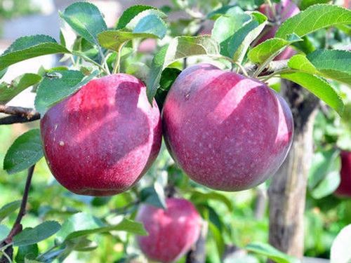 Jabłoń MALINÓWKA OBERLANDZKA smak malin PYSZNA na Arena.pl