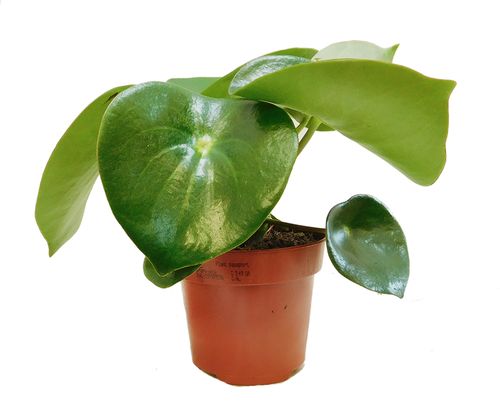 PEPEROMIA POLYBOTRYA RAINDROP 25cm na Arena.pl