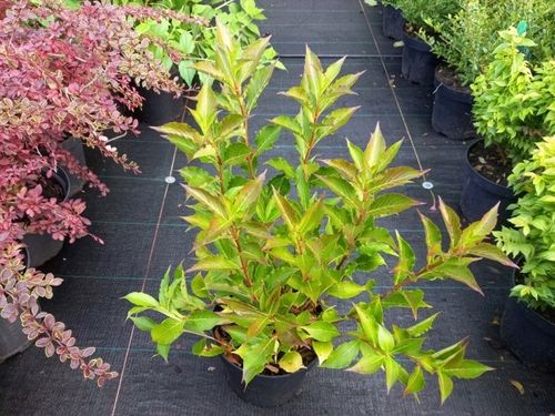 Krzewuszka cudowna PICCOLO Niewysoka Miniaturowa na Arena.pl