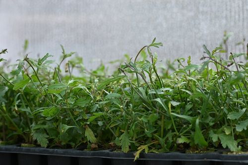 Werbena patagońska Bampton - Verbena officinalis na Arena.pl