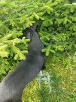 Gałęzie jodły kaukaskiej żywe, wiązka 5 kg