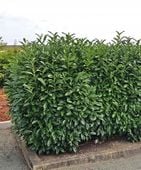 M Szybkorosnąca Laurowiśnia Wschodnia Novita idealna na żywopłoty PRUNUS