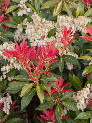 Pieris Mountain Fire P9 na Arena.pl