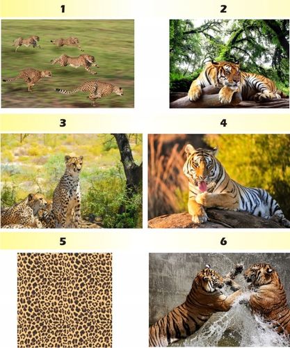 FOTOTAPETA zwierzęta brodzące FLAMINGI animacja na Arena.pl