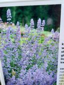 Kocimiętka Faassena Six Hill`s Giant miododajna