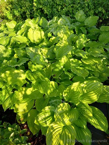 Funkia Hosta Byliny Sadzonka zielona na Arena.pl