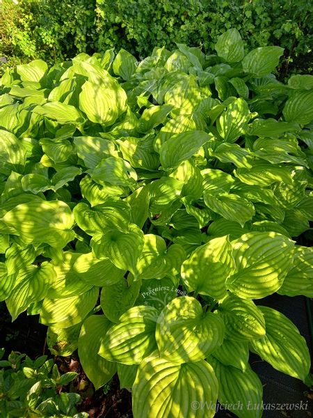 Funkia Hosta Byliny Sadzonka zielona zdjęcie 5