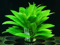 Rośliny do akwarium Hygrophila salicifolia ŁATWA