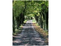 40X50CM OBRAZ LEŚNA DROGA POMIĘDZY DRZEWAMI OBRAZ