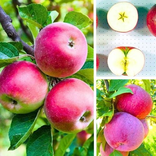 SADZONKI DRZEWKA OWOCOWE JABŁOŃ LOBO PYSZNA DESEROWA KRUCHE OWOCE na Arena.pl