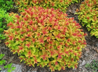 TAWUŁA Japońska Goldmound - sadzonki 15 / 30 cm