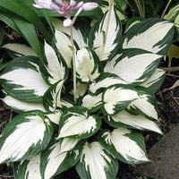 Funkia FIRE AND ICE Hosta Biało-zielona Niewysoka odmiana Sadzonki 1L