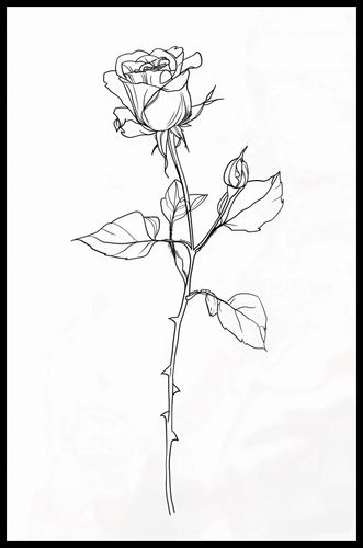 Plakat 53x81cm Kontur Róży na Arena.pl